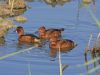 Ferruginous-duck-Zak-300709-4-.jpg